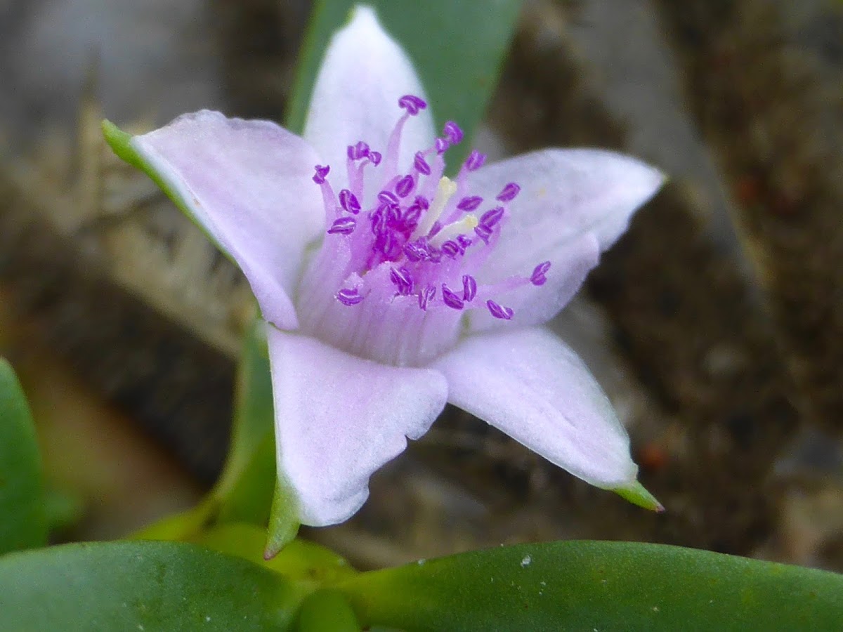 Sea Purslane