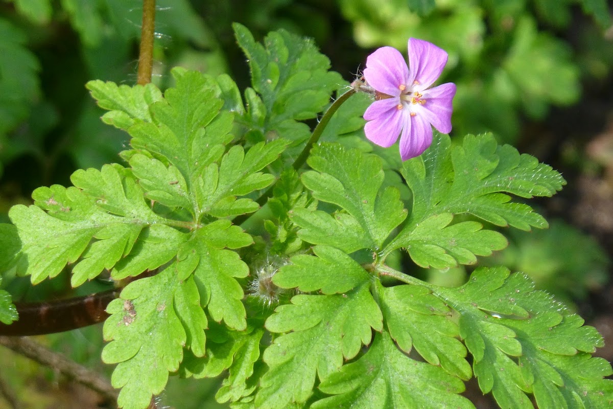 Herb-Robert