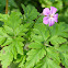 Herb-Robert