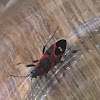 Small Milkweed Bug