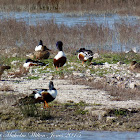 Shoveler; Pato Cuchara