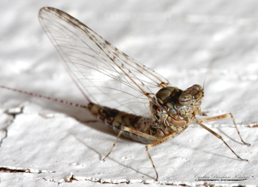 Small Minnow Mayfly