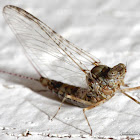 Small Minnow Mayfly