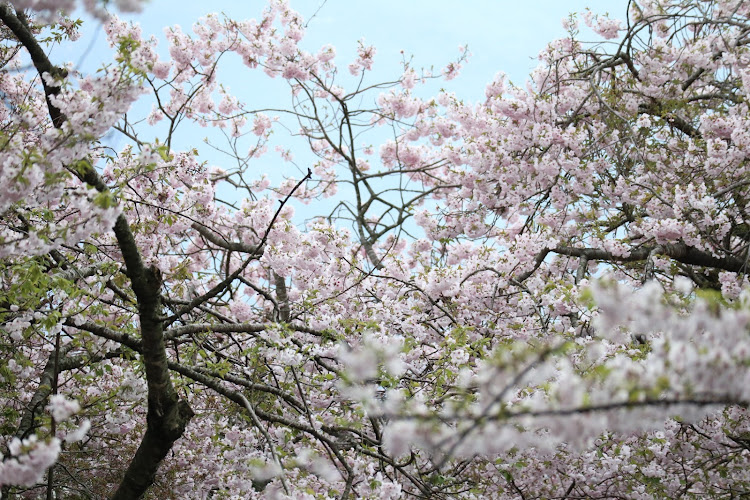 A3 セダンのコロナウイルスに負けるな・八百萬乃神御殿・桜と愛車・お花見ドライブ🌸・あーさん🐱と桜🌸に関するカスタム事例の投稿画像8枚目