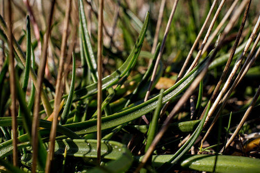 Plantago maritima