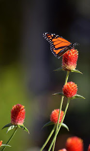 Globe Amaranth Wallpaper(圖8)-速報App