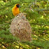 Northern Masked Weaver