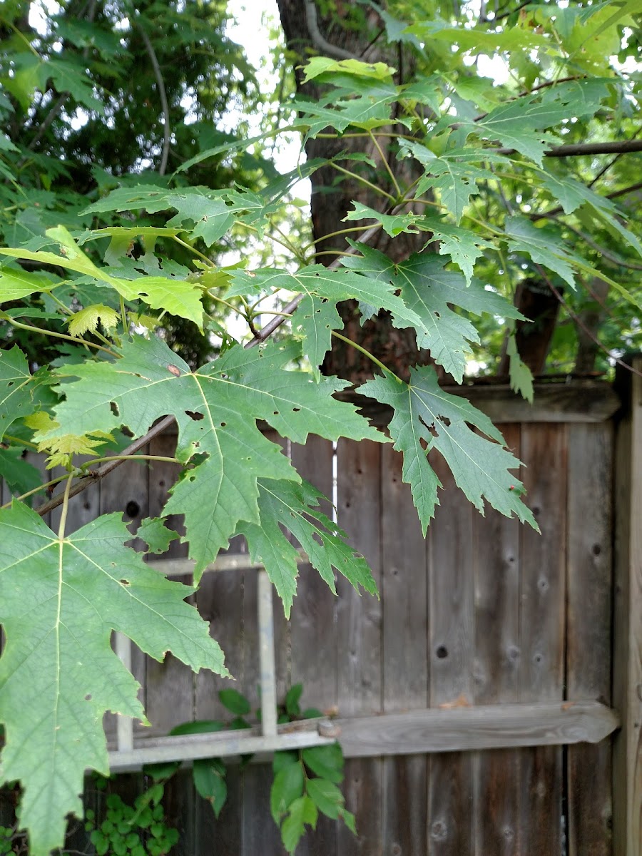 Silver Maple