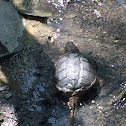 Snapping Turtle