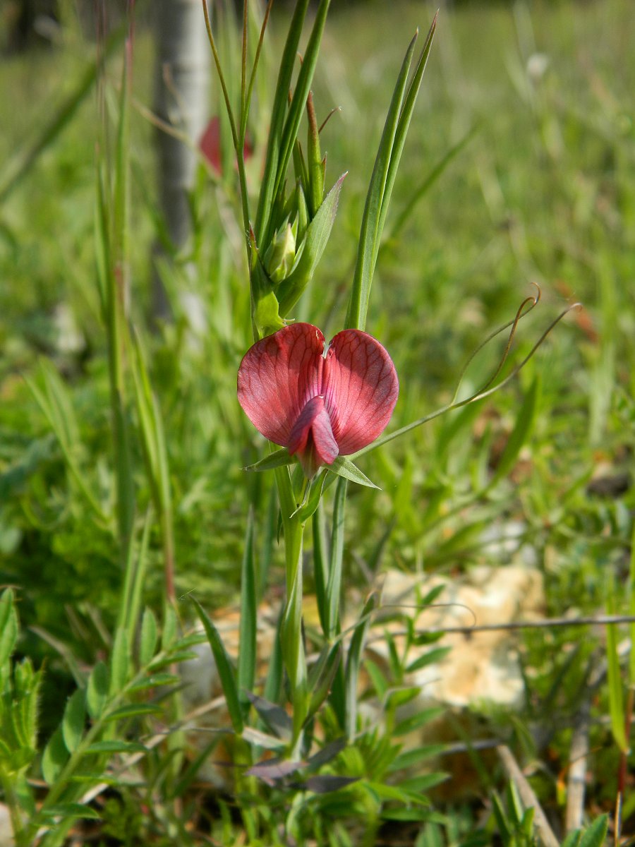 Red pea