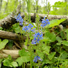 Germander speedwell