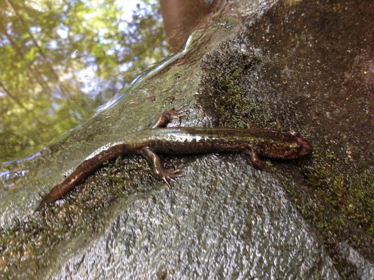 Blackbelly Salamander