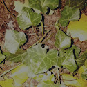 English Ivy