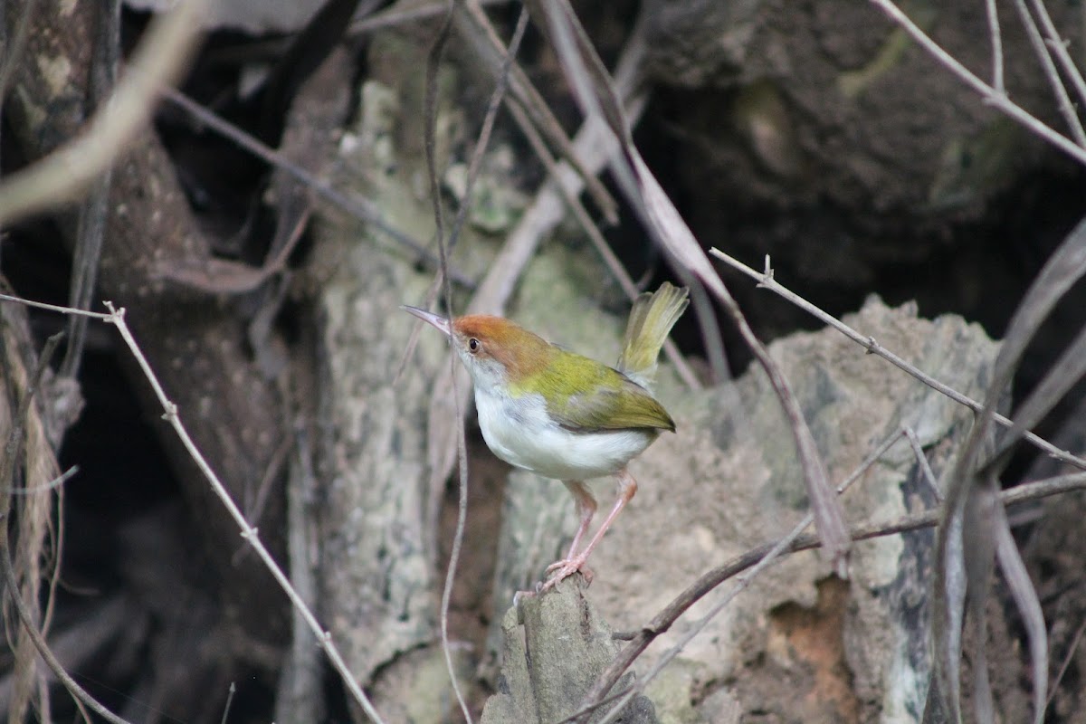 Common Tailorbird