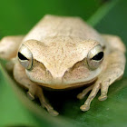 Common Tree Frog