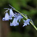 Bluebell