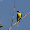 Social Flycatcher