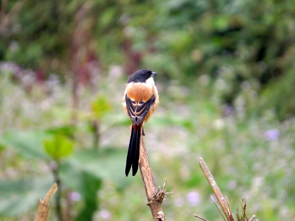 Long Tailed Shrike