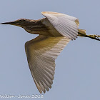 Squacco Heron; Garcilla Cangrejera