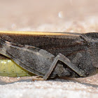 Speckle-winged Rangeland Grasshopper