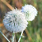 Great Globethistle