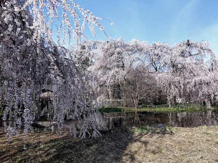 アルトラパンのサクラと愛車・さくらぱん・桜とコラボ・桜に関するカスタム事例の投稿画像7枚目