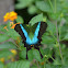 Malabar Banded Peacock