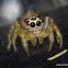 Jumping Spider