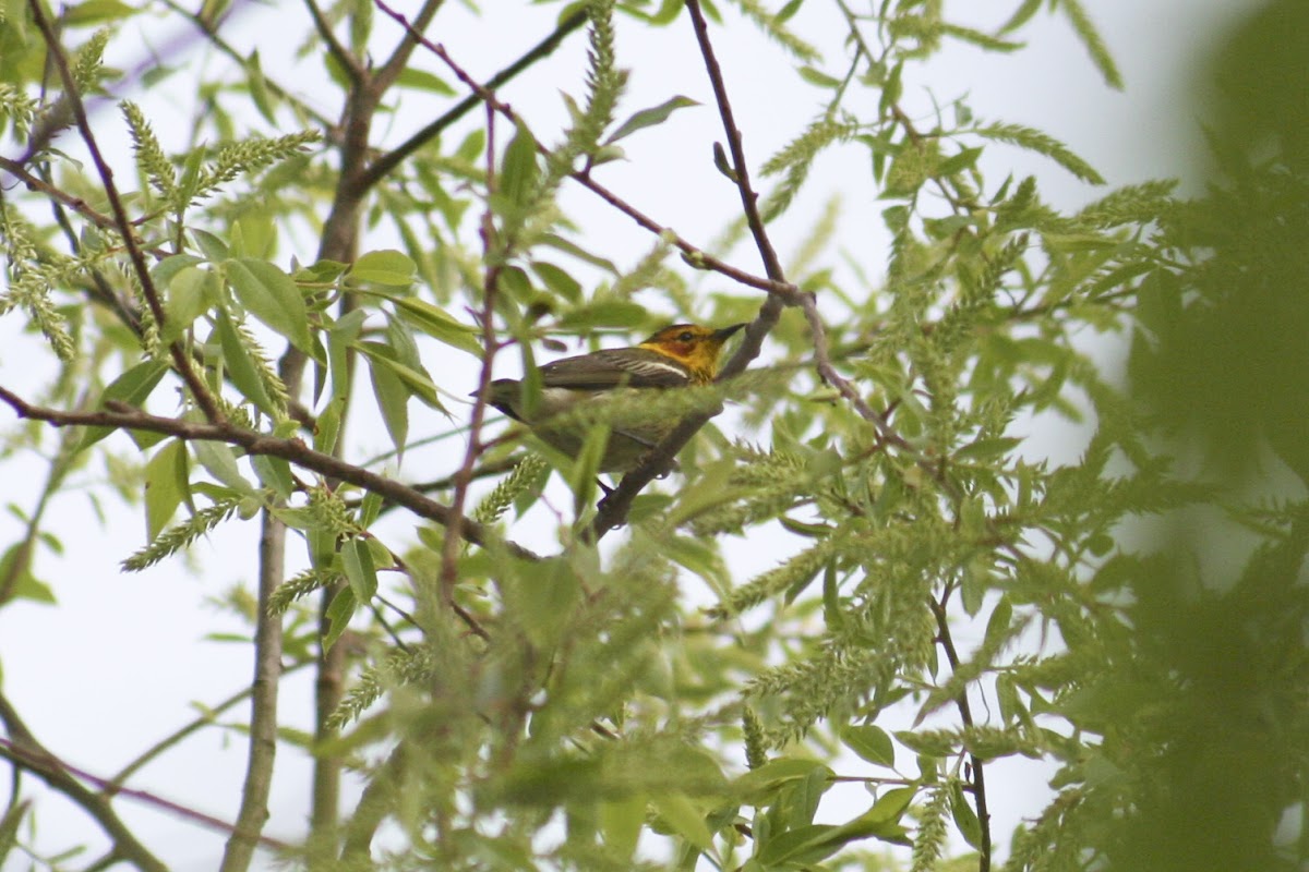 Cape May Warbler