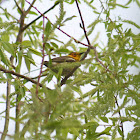 Cape May Warbler