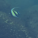 Black and yellow angelfish