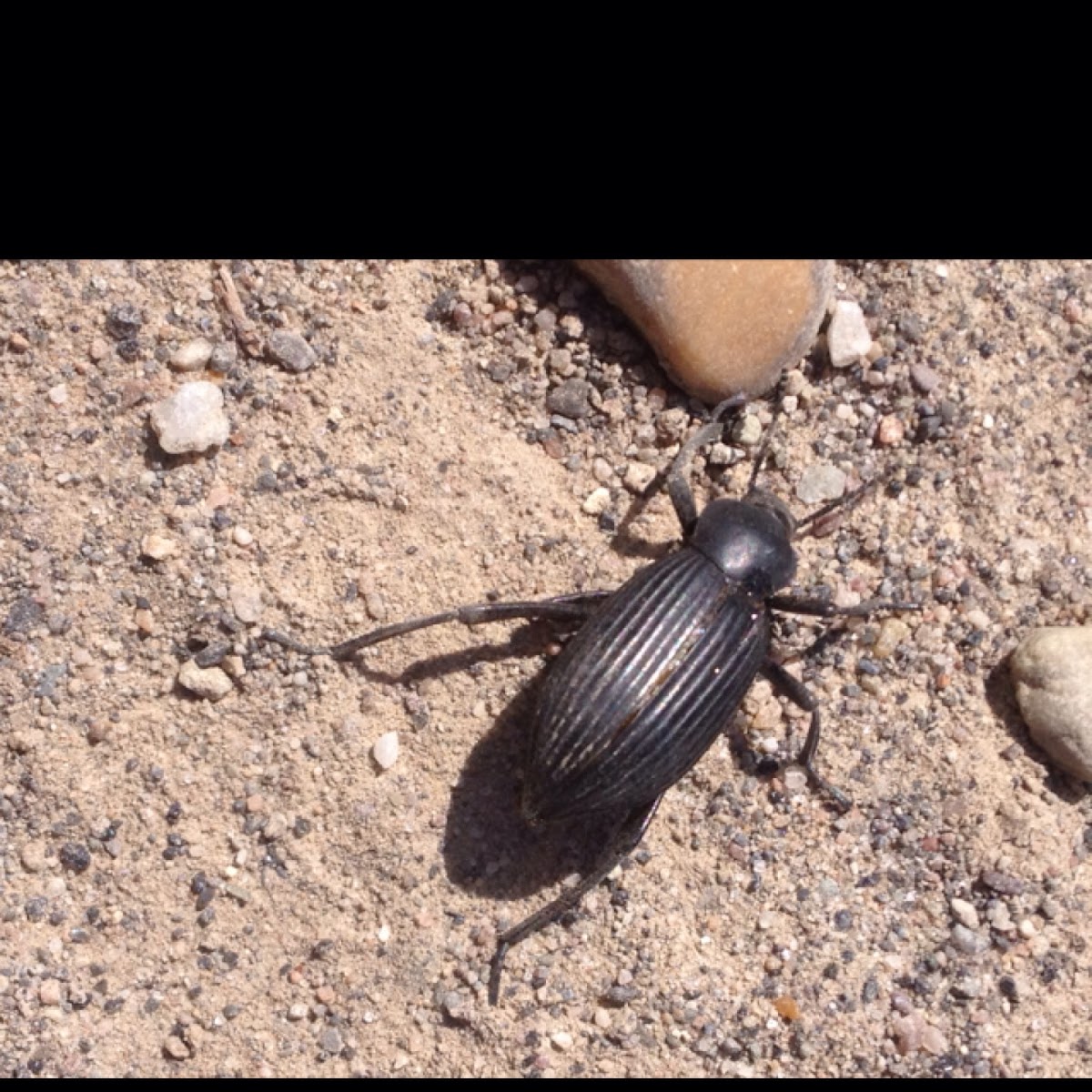 Pinacate Beetle