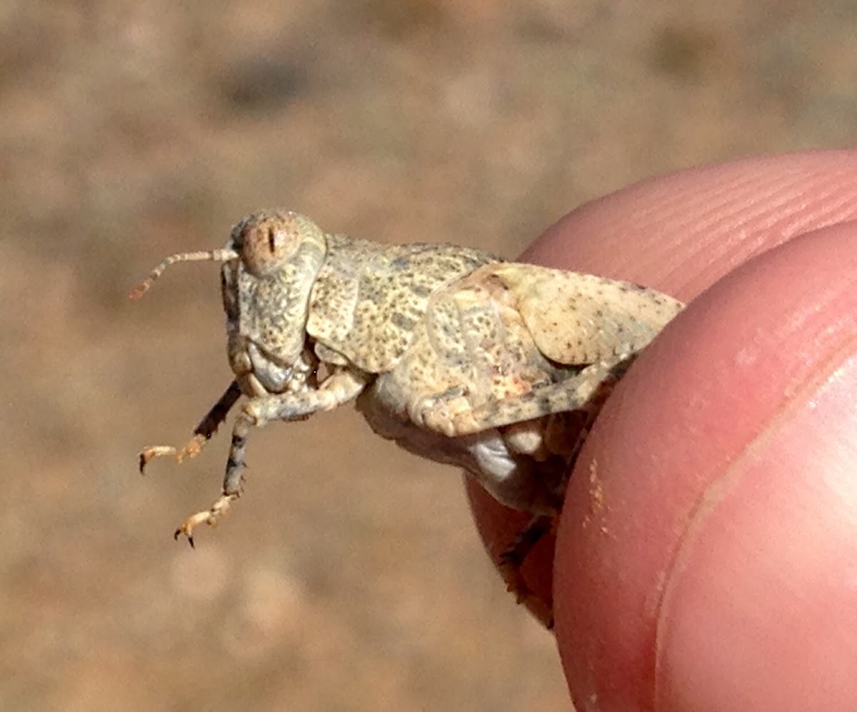 Juvenile Grasshopper