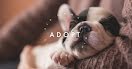 Adoption Mix & Mingle - Facebook Event Cover item