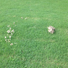 Fairy ring