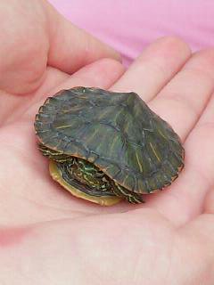 Western Painted Turtle Baby