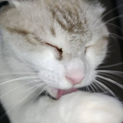 ポテト