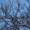 Eurasian blackcap (Μαυροσκούφης)