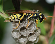 The European paper wasp is one of two invasive species reported in large numbers in Cape Town this summer.