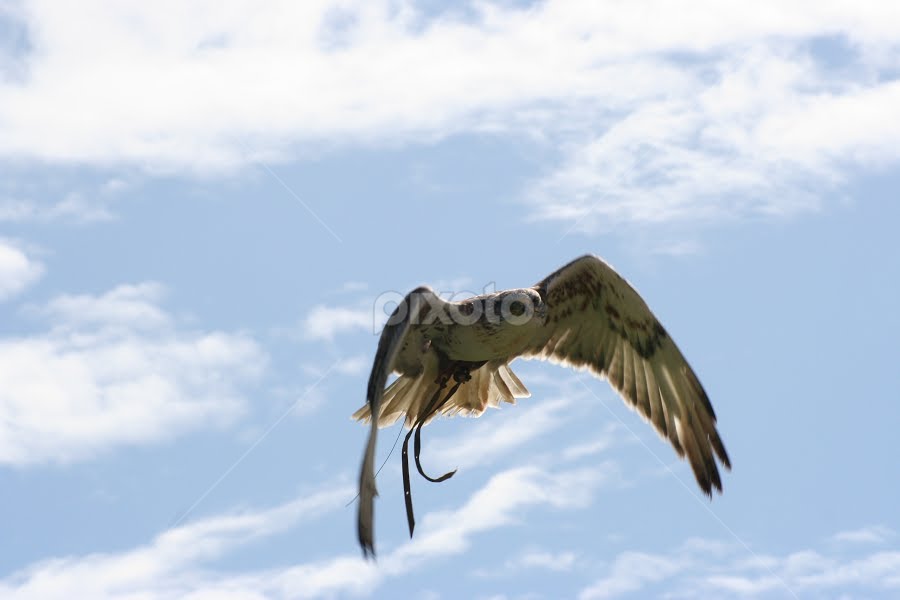 Falcon Flying | Birds | Animals | Pixoto