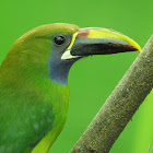 Emerald toucanet