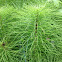 Giant Horsetail