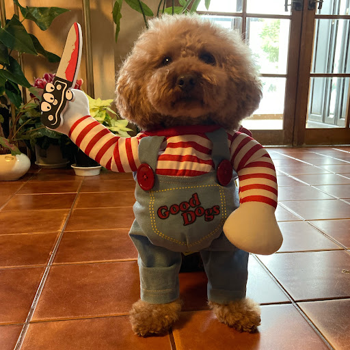 pupeのプロフィール画像