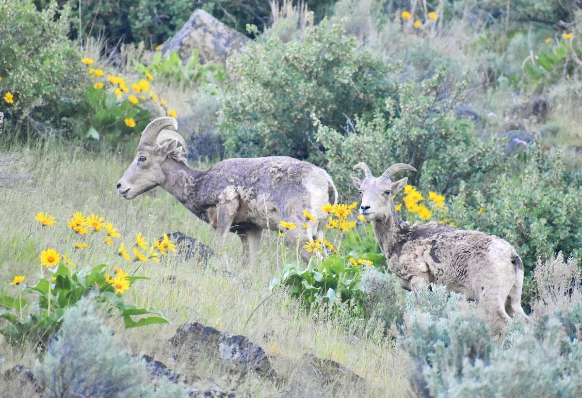 Bighorn sheep