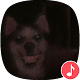 Download Appp.io - Scary Animal sounds For PC Windows and Mac 1.0.4