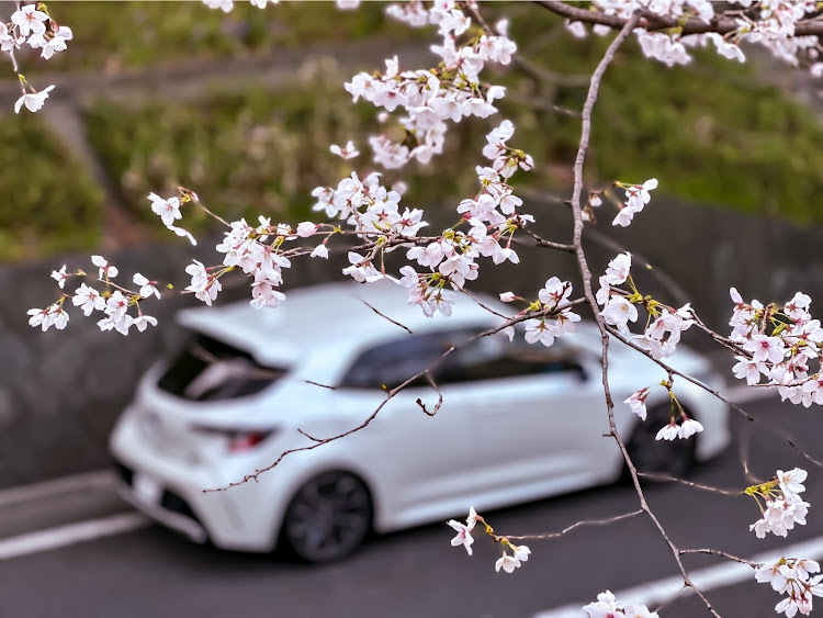 カローラスポーツの早咲き桜🌸・スポットとタイミングが鍵となる桜撮影・満開待ちきれず桜とコラボ・満開前の桜も情緒あり・CherryBlossomに関するカスタム事例の投稿画像3枚目
