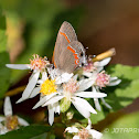 Red-banded hairstreak