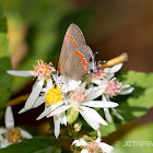 Red-banded hairstreak