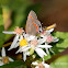 Red-banded hairstreak