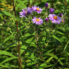 New England Aster